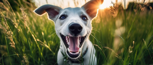 Balancing Nutrients: How Not to Overdo Energy-Boosting in Homemade Dog Treats