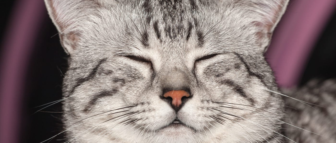 Texture Matters: How Crunchy and Soft Treats Affect Feline Dental Health