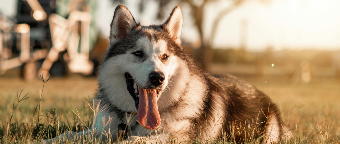 Calming Treats: The Science Behind Ingredients That Help Reduce Anxiety in Dogs