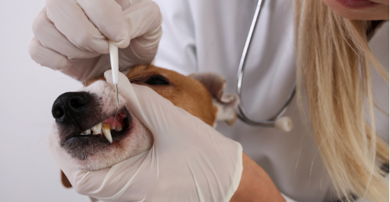 Preventing Dental Problems in Dogs Through Diet