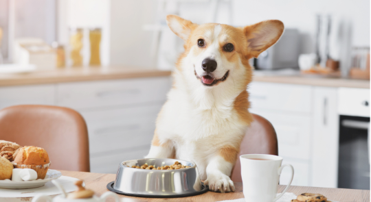The Future of Dog Nutrition: Predicting Trends in Homemade Treats
